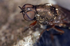 Scenopinus fenestralis / Ohne deutschen Namen / Fensterfliegen - Scenopinidae / Ordnung: Zweiflgler - Diptera / Fliegen - Brachycera