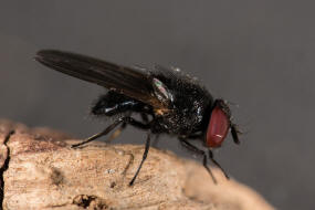 Silba fumosa (syn. Setisquamalonchaea fumosa) / Ohne deutschen Namen / Lanzenfliegen - Lonchaeidae