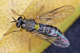 Solva marginata / Blasse Holz-Waffenfliege / Holz-Waffenfliegen - Xylomyidae / Ordnung: Zweiflügler - Diptera