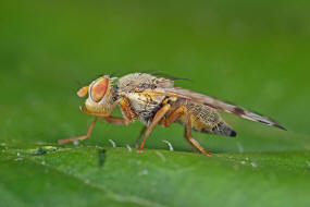 Sphenella marginata / Ohne deutschen Namen / Bohrfliegen - Tephritidae / Ordnung: Diptera - Zweiflgler / Unterordnung: Fliegen - Brachycera (Cyclorrhapha)