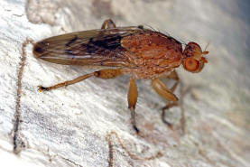 Suillia gigantea / Ohne deutschen Namen / Scheufliegen - Heleomyzidae