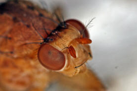 Suillia gigantea / Ohne deutschen Namen / Scheufliegen - Heleomyzidae