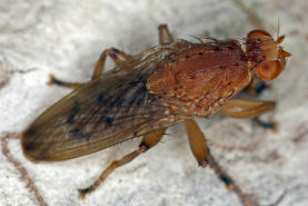 Suillia gigantea / Ohne deutschen Namen / Scheufliegen - Heleomyzidae