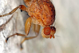 Suillia gigantea / Ohne deutschen Namen / Scheufliegen - Heleomyzidae