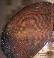 Tabanus bromius / Gemeine Viehbremse (Männchen) - Auge in 1000 facher Vergrößerung