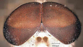 Tabanus bromius / Gemeine Viehbremse (Mnnchen) - Augen in 500 facher Vergrerung