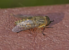 Tabanus bromius / Gemeine Viehbremse (Mnnchen)