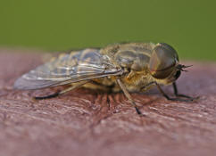 Tabanus bromius / Gemeine Viehbremse (Mnnchen)