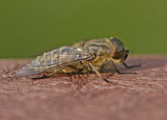 Tabanus bromius / Gemeine Viehbremse (Mnnchen)