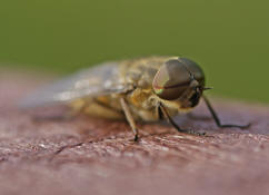 Tabanus bromius / Gemeine Viehbremse (Mnnchen)