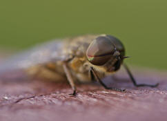 Tabanus bromius / Gemeine Viehbremse (Mnnchen)