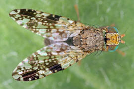 Tephritis crepidis / Pippau-Bohrfliege / Bohrfliegen - Tephritidae / Ordnung: Diptera - Zweiflgler / Unterordnung: Fliegen - Brachycera (Cyclorrhapha)