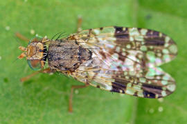 Tephritis crepidis / Pippau-Bohrfliege / Bohrfliegen - Tephritidae / Ordnung: Diptera - Zweiflgler / Unterordnung: Fliegen - Brachycera (Cyclorrhapha)