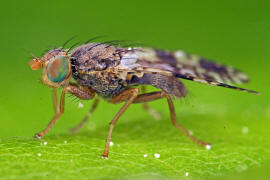 Tephritis crepidis / Pippau-Bohrfliege / Bohrfliegen - Tephritidae / Ordnung: Diptera - Zweiflgler / Unterordnung: Fliegen - Brachycera (Cyclorrhapha)