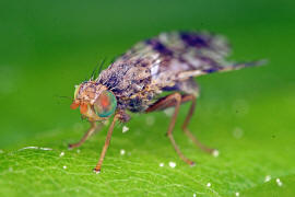 Tephritis crepidis / Pippau-Bohrfliege / Bohrfliegen - Tephritidae / Ordnung: Diptera - Zweiflgler / Unterordnung: Fliegen - Brachycera (Cyclorrhapha)