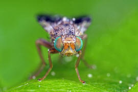 Tephritis crepidis / Pippau-Bohrfliege / Bohrfliegen - Tephritidae / Ordnung: Diptera - Zweiflgler / Unterordnung: Fliegen - Brachycera (Cyclorrhapha)