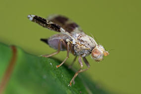 Tephritis formosa / Bohrfliegen - Tephritidae / Ordnung: Diptera - Zweiflgler