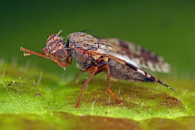 Tephritis neesii / Margariten-Bohrfliege / Bohrfliegen - Tephritidae / Ordnung: Diptera - Zweiflgler