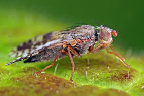 Tephritis neesii / Margariten-Bohrfliege / Bohrfliegen - Tephritidae / Ordnung: Diptera - Zweiflgler