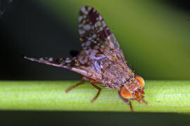 Tephritis ruralis / Ohne deutschen Namen / Bohrfliegen - Tephritidae / Ordnung: Diptera - Zweiflgler / Unterordnung: Fliegen - Brachycera (Cyclorrhapha)