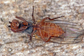 Tephrochlamys rufiventris / Ohne deutschen Namen / Sonnenfliegen - Heleomyzidae / Ordnung: Zweiflgler - Diptera / Fliegen - Brachycera