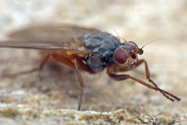 Tephrochlamys rufiventris / Ohne deutschen Namen / Sonnenfliegen - Heleomyzidae / Ordnung: Zweiflgler - Diptera / Fliegen - Brachycera