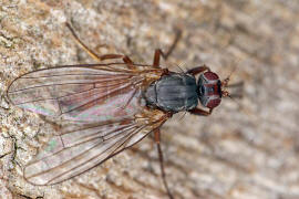 Tephrochlamys rufiventris / Ohne deutschen Namen / Sonnenfliegen - Heleomyzidae / Ordnung: Zweiflgler - Diptera / Fliegen - Brachycera