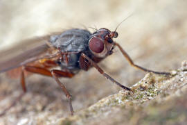 Tephrochlamys rufiventris / Ohne deutschen Namen / Sonnenfliegen - Heleomyzidae / Ordnung: Zweiflgler - Diptera / Fliegen - Brachycera