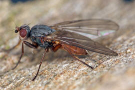 Tephrochlamys rufiventris / Ohne deutschen Namen / Sonnenfliegen - Heleomyzidae / Ordnung: Zweiflgler - Diptera / Fliegen - Brachycera