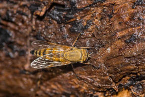 Thereva nobilitata / Gewhnliche Stilettfliege / Luchsfliegen - Therevidae