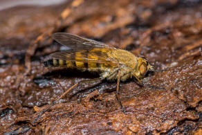 Thereva nobilitata / Gewhnliche Stilettfliege / Luchsfliegen - Therevidae