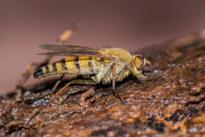 Thereva nobilitata / Gewhnliche Stilettfliege / Luchsfliegen - Therevidae