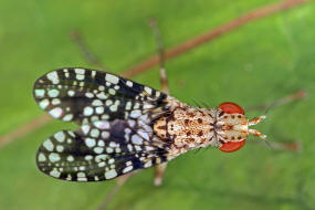 Trypetoptera punctulata / Gepunktete Hornfliege / Hornfliegen - Sciomyzidae / Ordnung: Zweiflgler - Diptera - Brachycera
