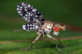 Trypetoptera punctulata / Gepunktete Hornfliege / Hornfliegen - Sciomyzidae / Ordnung: Zweiflgler - Diptera - Brachycera