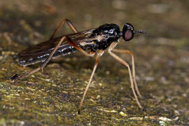 Xylophagus ater (syn. Xylophagus compeditus) / Ohne deutschen Namen / Holzfliegen - Xylophagidae