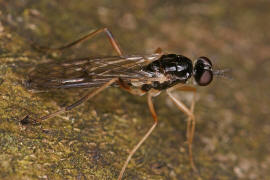 Xylophagus ater (syn. Xylophagus compeditus) / Ohne deutschen Namen / Holzfliegen - Xylophagidae