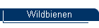 Wildbienen
