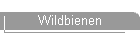 Wildbienen