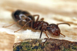Camponotus truncatus / Stpselkopfameise (Minor-Arbeiterin) / Ameisen - Formicidae - Formicinae