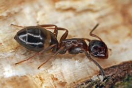 Camponotus truncatus / Stpselkopfameise (Minor-Arbeiterin) / Ameisen - Formicidae - Formicinae