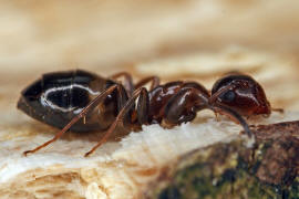 Camponotus truncatus / Stpselkopfameise (Minor-Arbeiterin) / Ameisen - Formicidae - Formicinae