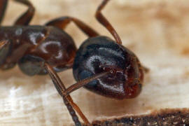 Camponotus truncatus / Stpselkopfameise (Minor-Arbeiterin) / Ameisen - Formicidae - Formicinae