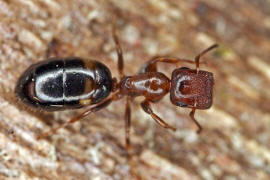 Camponotus truncatus / Stpselkopfameise (Trschlieermorphe) / Ameisen - Formicidae - Formicinae