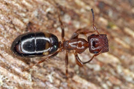 Camponotus truncatus / Stpselkopfameise (Trschlieermorphe) / Ameisen - Formicidae - Formicinae