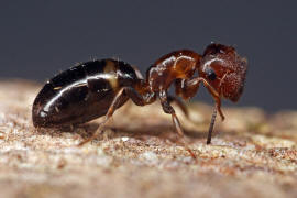 Camponotus truncatus / Stpselkopfameise (Trschlieermorphe) / Ameisen - Formicidae - Formicinae