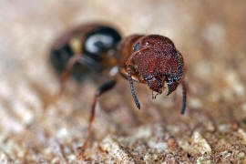 Camponotus truncatus / Stpselkopfameise (Trschlieermorphe) / Ameisen - Formicidae - Formicinae