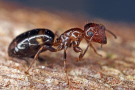 Camponotus truncatus / Stpselkopfameise (Trschlieermorphe) / Ameisen - Formicidae - Formicinae