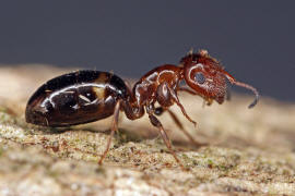 Camponotus truncatus / Stpselkopfameise (Trschlieermorphe) / Ameisen - Formicidae - Formicinae