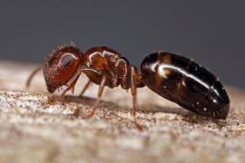 Camponotus truncatus / Stpselkopfameise (Trschlieermorphe) / Ameisen - Formicidae - Formicinae