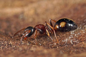 Dolichoderus quadripunctatus / Vierpunktameise / Ameisen - Formicidae - Drsenameisen - Dolichoderinae